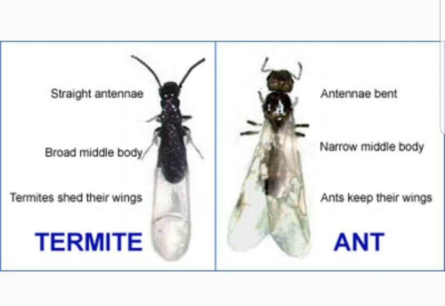 Real Estate Inspections North Central Pest Control Kokomo Indiana