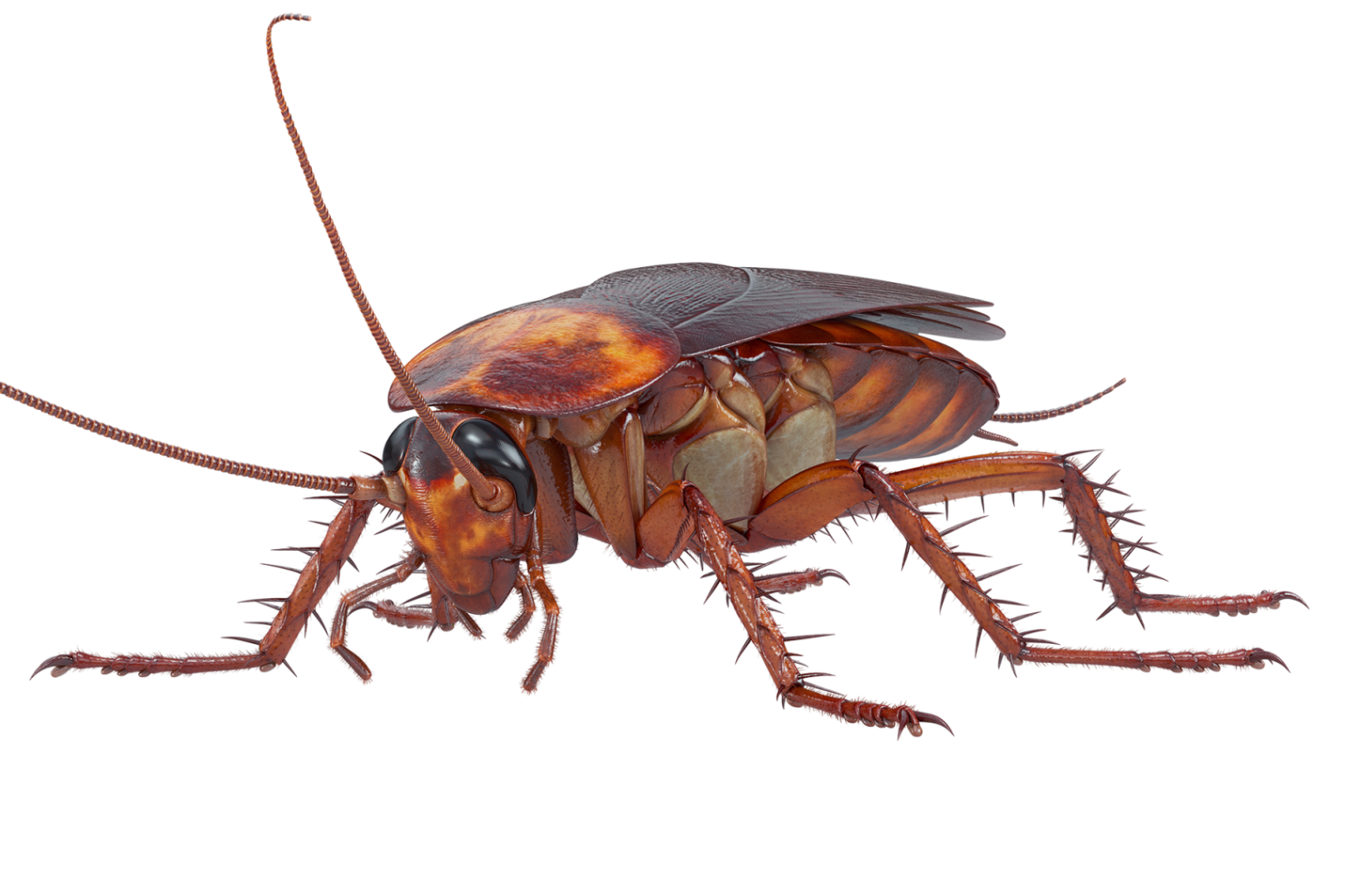 Gallery North Central Pest Control Kokomo Indiana